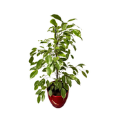 Ficus Benjamina in ghiveci ceramic, H 90-100 cm